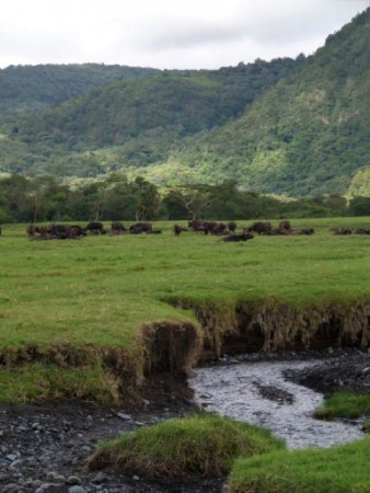 Tanzania, Arusha NP (2014)